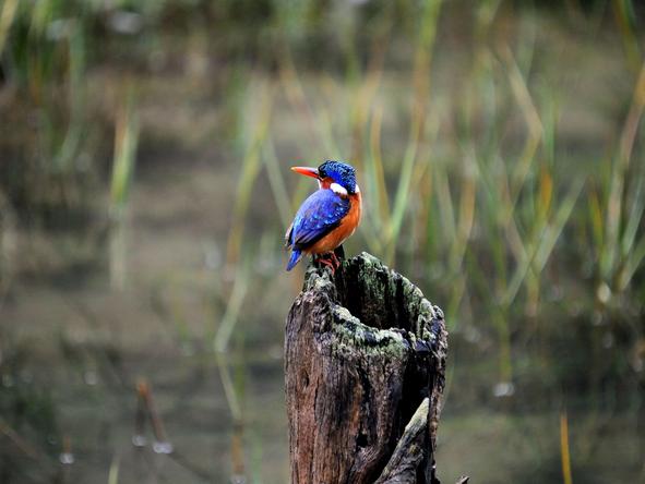 The Homestead at Kariega - Birdlife 